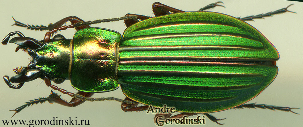 http://www.gorodinski.ru/carabus/Calocarabus linxiaensis linxiaensis.jpg